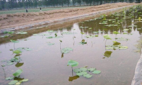 蓮藕塘土工膜產品優勢